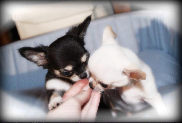 Mr.Ed & El Beso del Dragon Chihuahuas