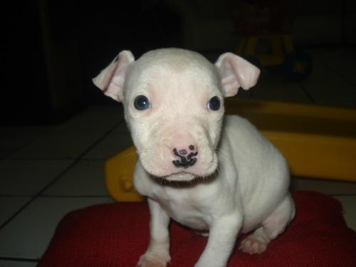 Pitbull red nose blanco