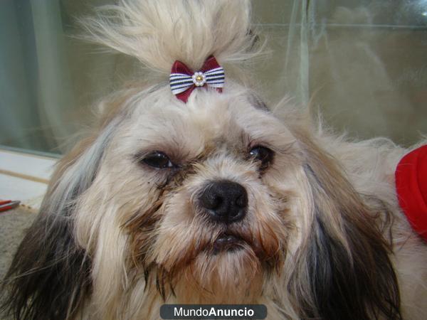 PRECIOSA HEMBRA DE SHIH-TZU-MUY ECONOMICA!!!