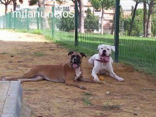 PROXIMA CAMADA DE BOXER