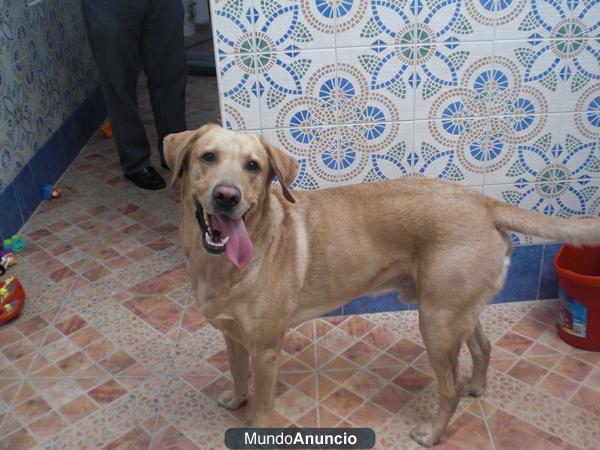 Regalo perro labrador