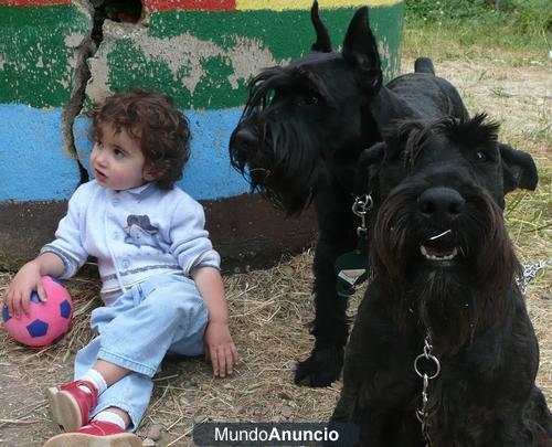 Regalo,Schnauzer Mediano Negro y Marron