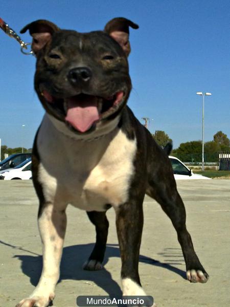 se ofrece para montas...staffordshire bull terrier