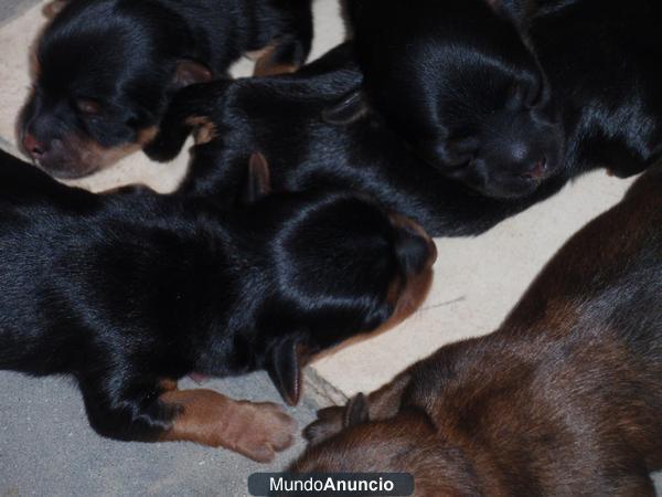 mascota perfecta para compañia domestica