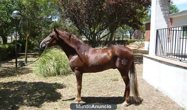 CABALLOS PRE CARTUJANOS DE 6 A 12 AÑOS MONTADOS