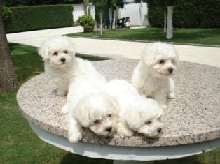 Cachorros de bichon frise