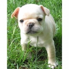 CACHORROS DE BULLDOG FRANCES 120 - Girona - mejor precio | unprecio.es