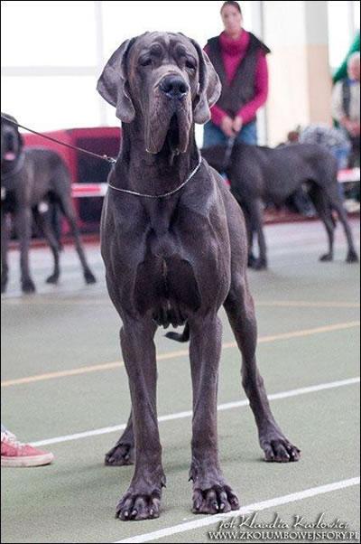 Cachorrros dogo aleman azul