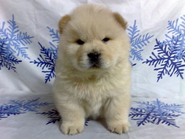 Chow Chow blanco 550 euros machos y hembras