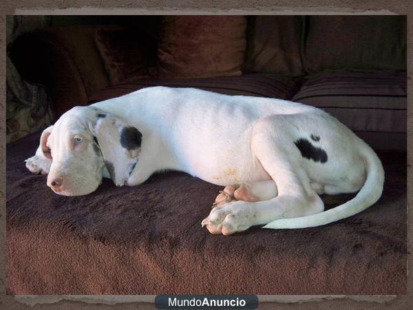 Dogo Aleman macho arlequin