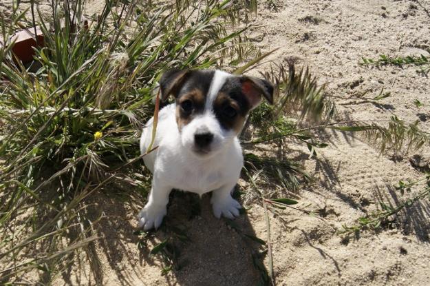 Jack Russell pata corta camada de calidad