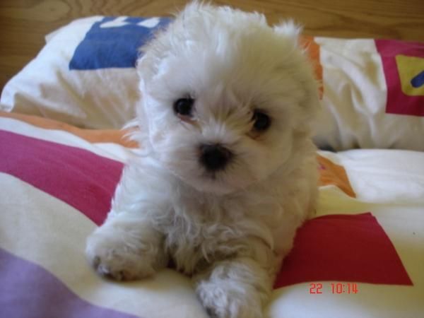 BICHON MALTES 350 EUROS PRECIOSOS