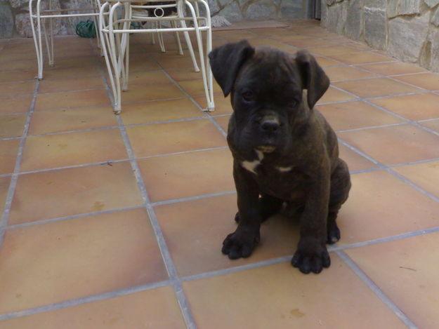 BOXER ATIGRADO DE EXCELENTE CAMADA