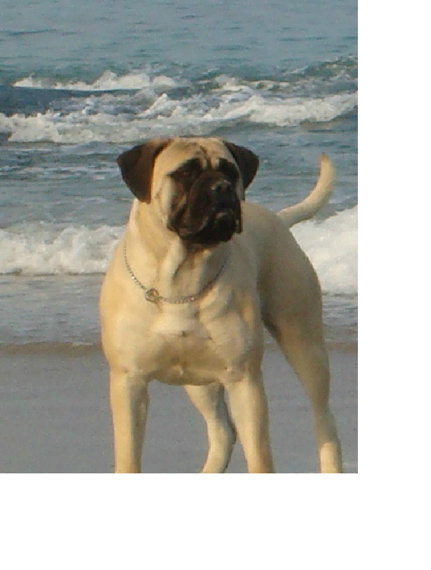 Bullmastiff cachorros disponibles