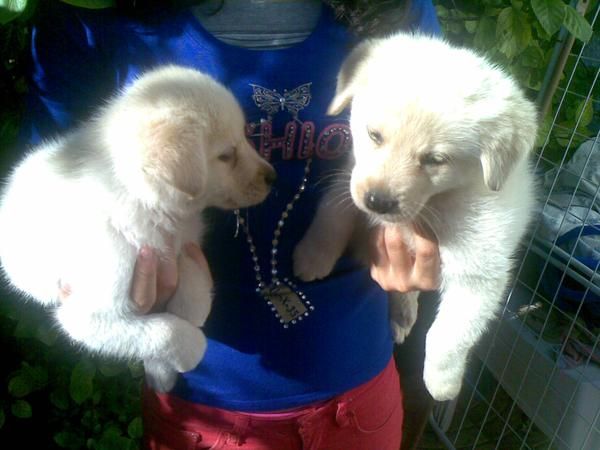 Camada de Golden retriever empezando a comer muy graciosos