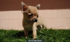 Chihuahua cachorros de gran calidad y pequeño tamaño - mejor precio | unprecio.es