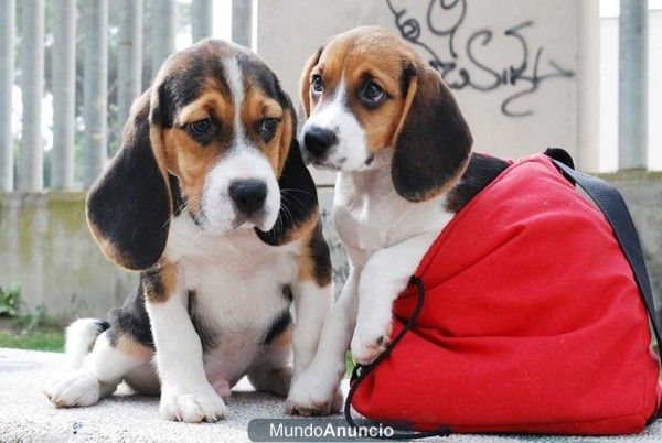 Magnificos y baratos Beagle