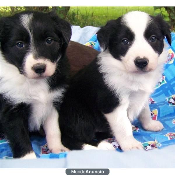 Regalo border collie