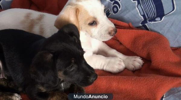 Regalo Cachorritas