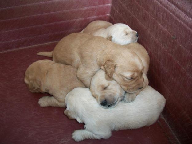 Ultimos cachorros golden retriver preciosos