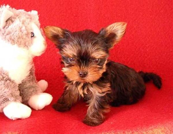 Yorkie pequeño para casas buenas