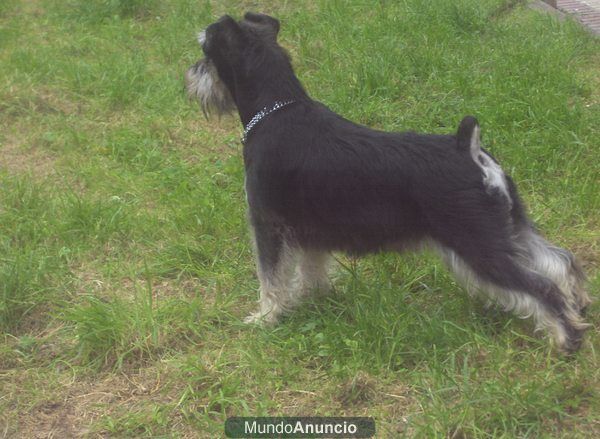 EXCELENTE CAMADA SCHNAUZER MINIATURA NE/PLA