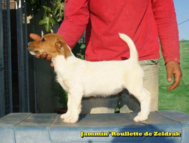 Jack Russell terrier de Zeldrak