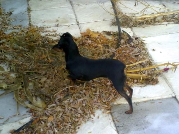 Se busca pinscher macho para monta