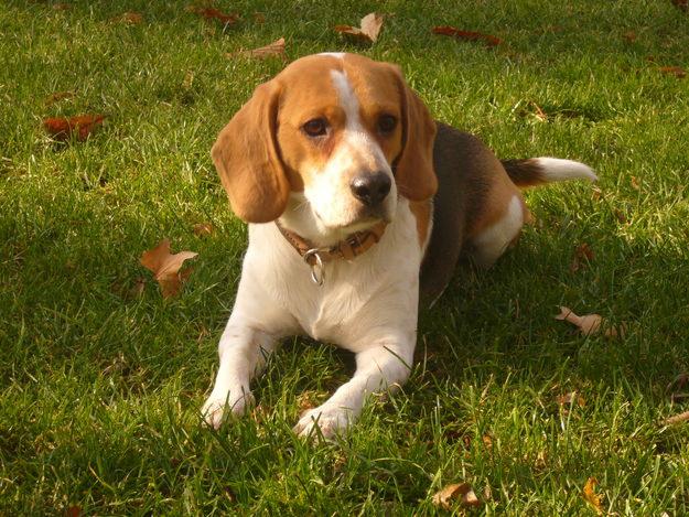 TRISTÁN DE LA SERRANÍA CAMPEÓN DE LA C. DE MADRID CON EXCELENTE PEDIGREE 5 GENERACIONES