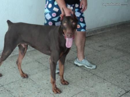 Vendo cachorritos dobermann sepia