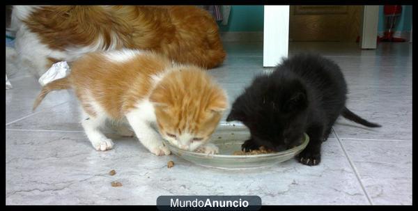 Gatitos en adopción