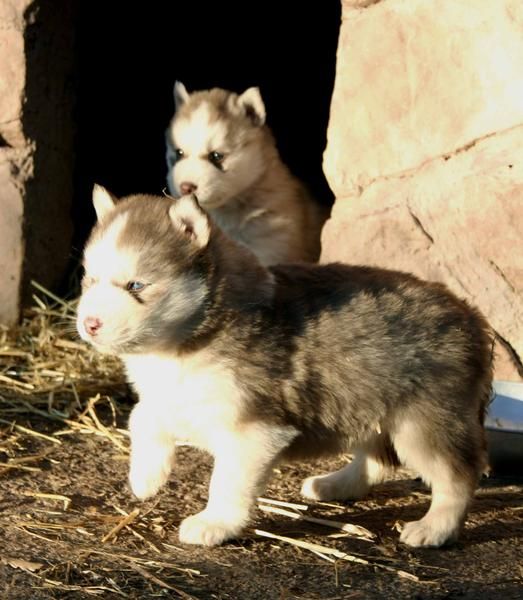 4 CACHORROS DE HUSKY SIBERIANO