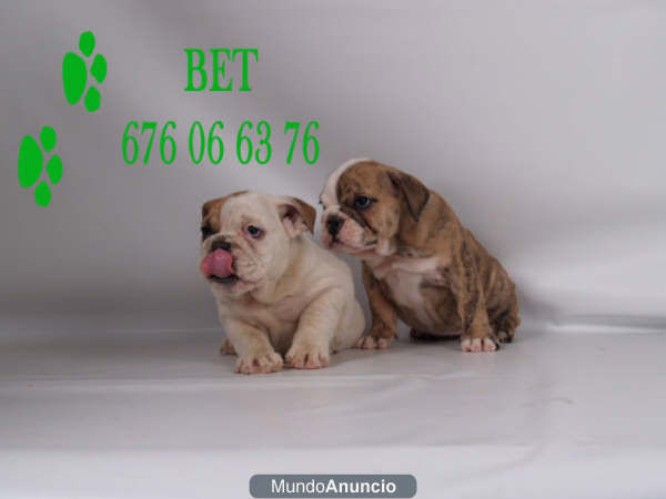 Bulldog ingles, pura raza y buen precio