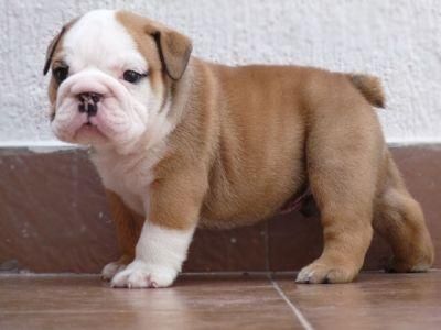 Bulldog ingles se ofrece semental