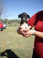 Cachorritos en adopción