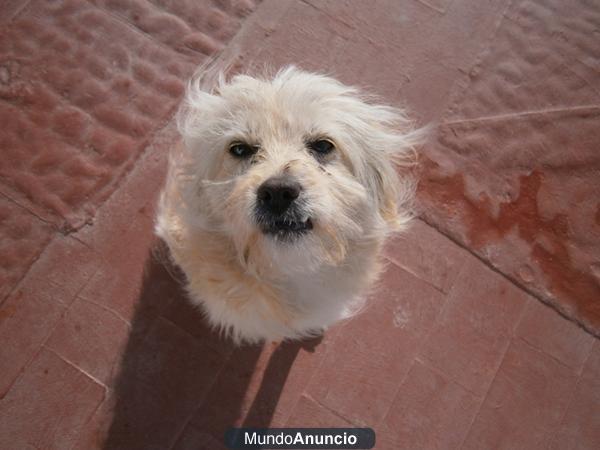 EDELWAISS perrita abandonada muerta de frio