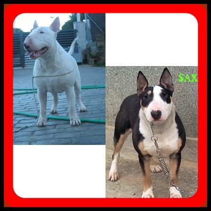 excelente camada de bull terrier de las mejores lineas de sangre