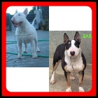 excelente camada de bull terrier de las mejores lineas de sangre - mejor precio | unprecio.es