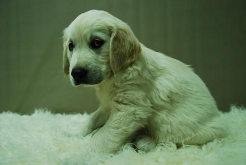 Golden Retriever -. Excelentes Cachorretes Disponibles -. Nueva Camada