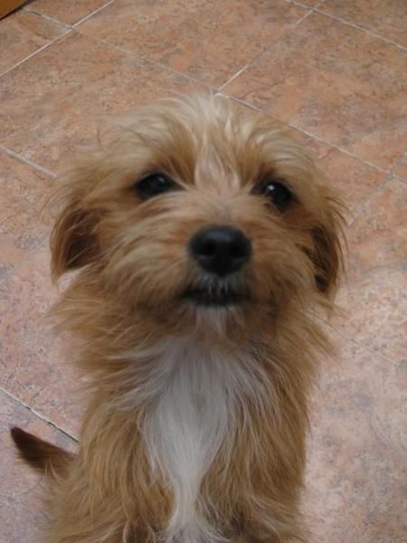 Juliet, cachorrita pequeña cruce de yorki