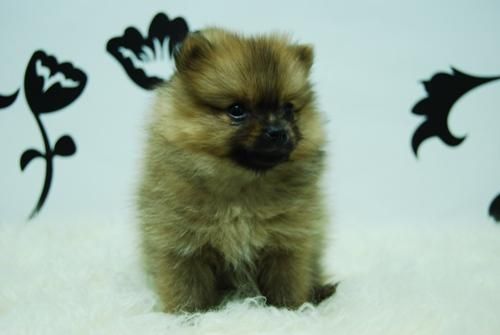 POMERANIA!! disponibles machos y hembras de calidad [[2meses]]