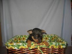 Preciosos Pinscher Mini 320 euros