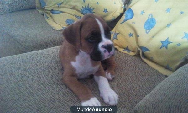 se vende precioso cachorro boxer