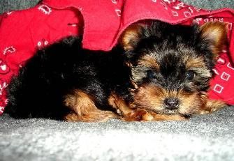 Yorkshire terrier standard,cachorros con pedigree