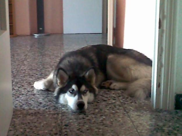 busco macho husky siberiano para juntar