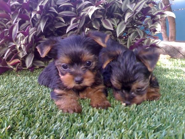 Cachorrito de yorkshire terrier macho con buen pedigree por 110 euros