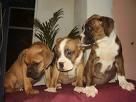 cachorros de boxer atigrados