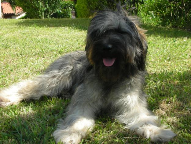 Cachorros de gos d'atura catala(pastor catalan)