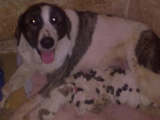 CACHORROS MASTIN DE LOS PIRINEOS PURA RAZA