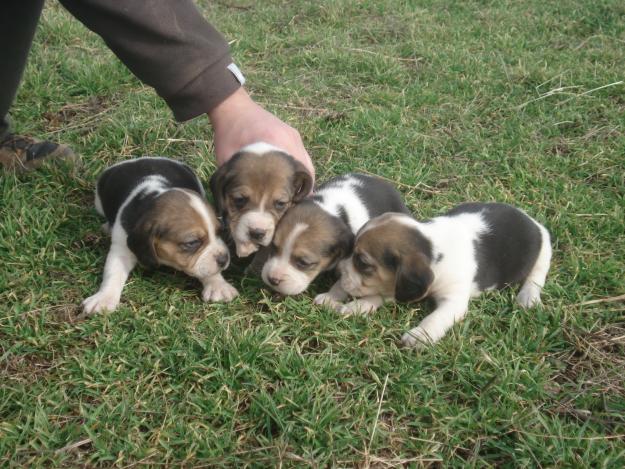 CAMADA BEAGLE CON PEDIGREE